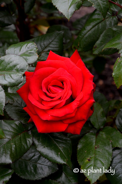 love affair for roses in a rose garden