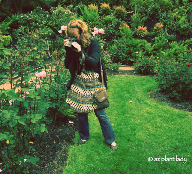 International Rose Test Garden in Portland, Oregon. love affair for roses