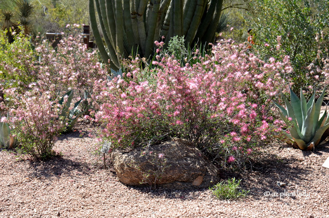 Cold and Heat Tolerant Plants, Pink Fairy Duster (Calliandra eriophylla) 