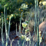 Queen butterfly visiting a desert milkweed plant at the Desert Botanical Garden