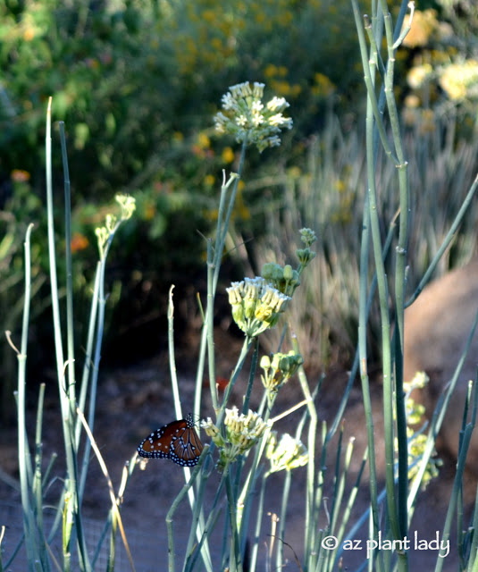 Queen butterfly visiting a desert milkweed plant at the Desert Botanical Garden