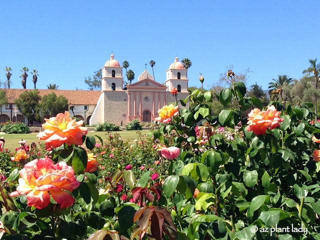 Santa Barbara Mission rose garden in California 