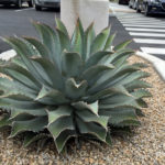 agave specimens.