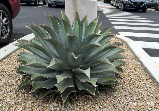 agave specimens.