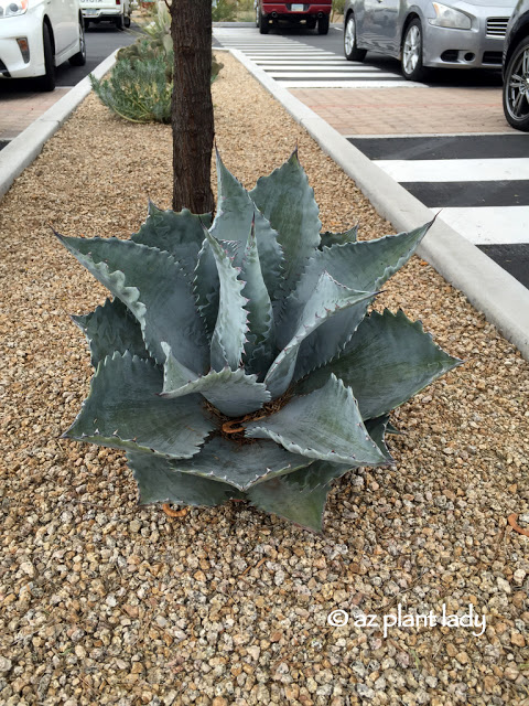 Euphorbia rigida