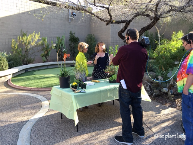 filming a garden