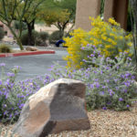 Blue_Bells_shrub_Eremophila_hygrophana_feathery_cassia_Senna_artemisoides.