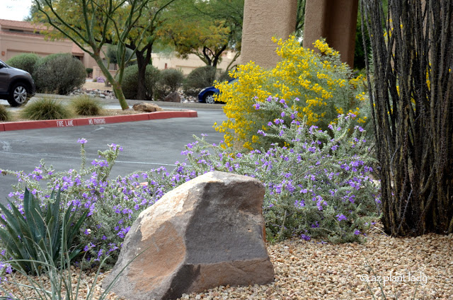 Blue Bells (Eremophila hygrophana) and feathery cassia (Senna artemisoides)