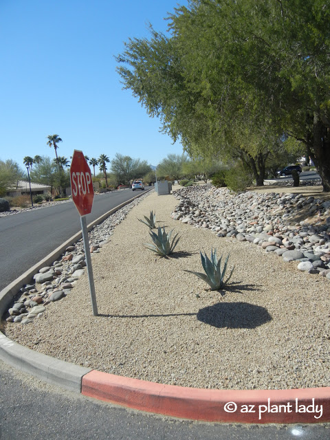 Agave americana