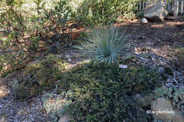  'Arroyo Cascade' Manzanita 