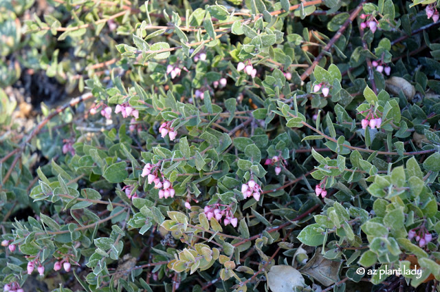  'Arroyo Cascade' Manzanita 