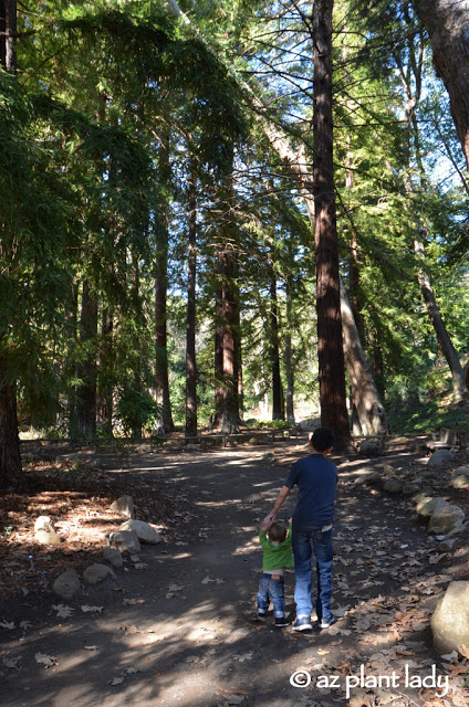 tall coast redwoods, shading the pathway.