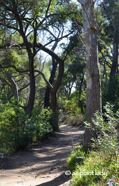 Santa Barbara Botanic Garden