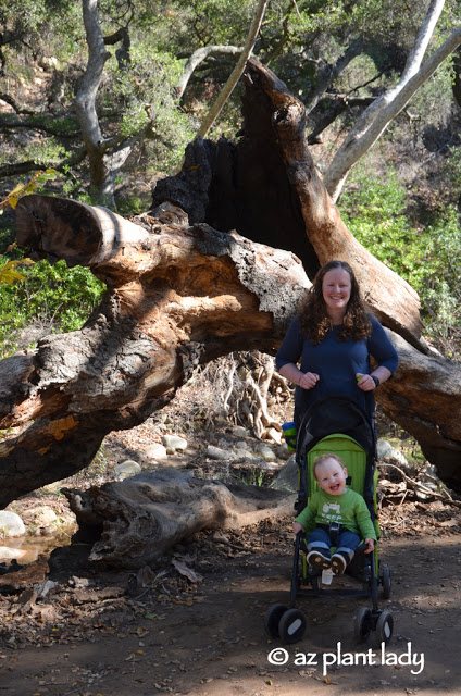 Santa Barbara Botanic Garden