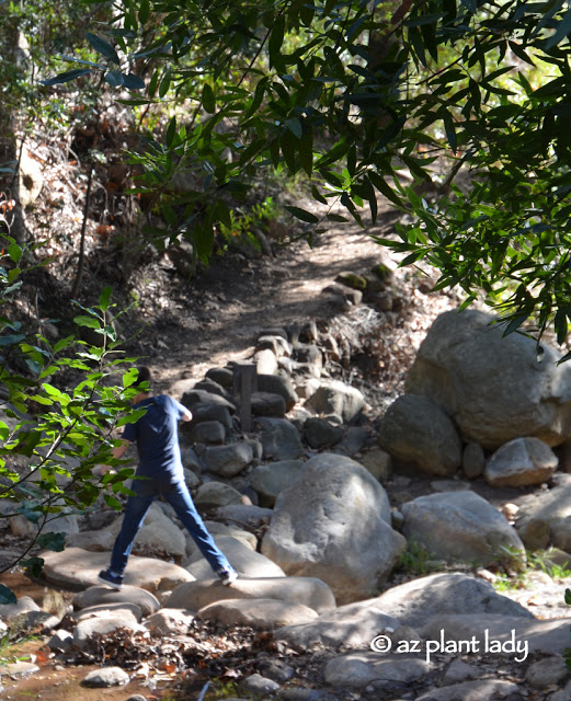 Santa Barbara Botanic Garden