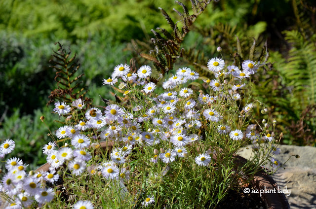 Erigeron divergens