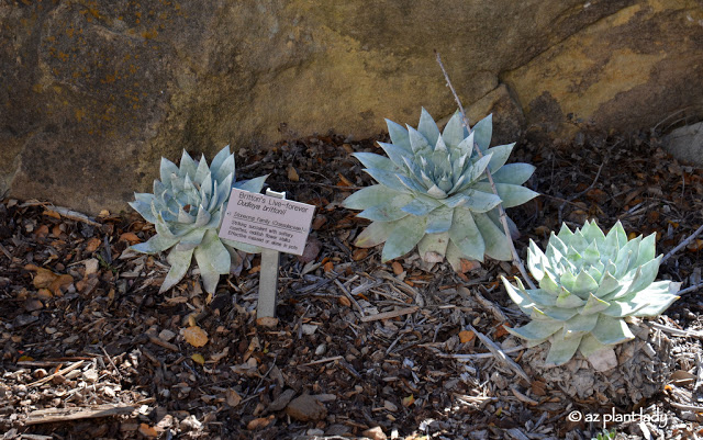 Santa Barbara Botanic Garden