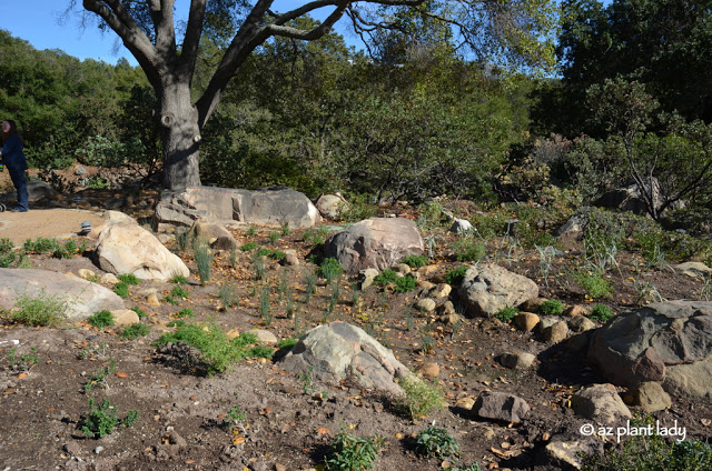 Newly planted landscape beds