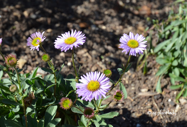 Erigeron cultivar 'Wayne Roderick'