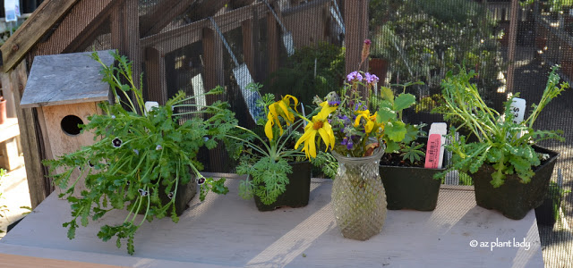 Santa Barbara Botanic Garden