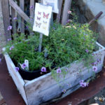 Santa Barbara Botanic Garden