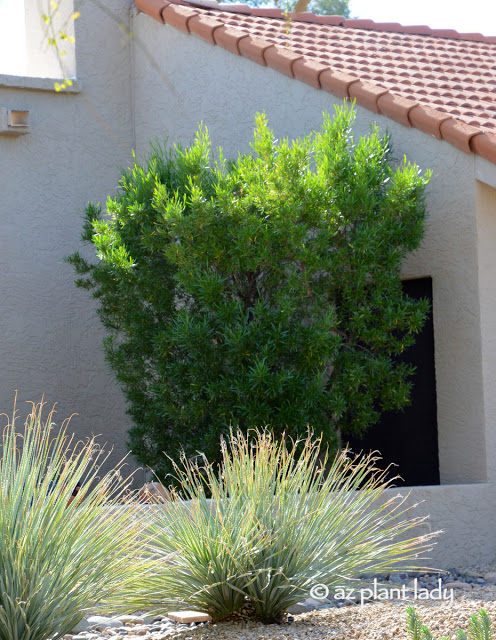 Hop Bush along a house wall 