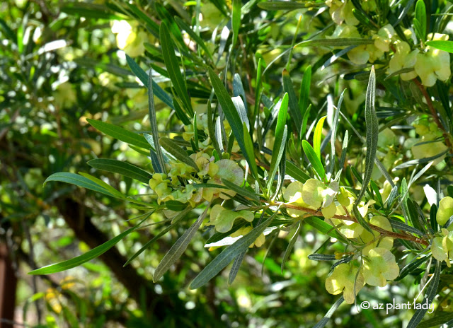 Hop bush flower