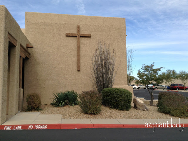 over-pruned shrubs