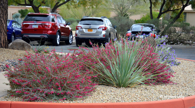 Valentine Bush (Eremophila maculata 'Valentine) and desert spoon (Dasylirion wheeleri) 