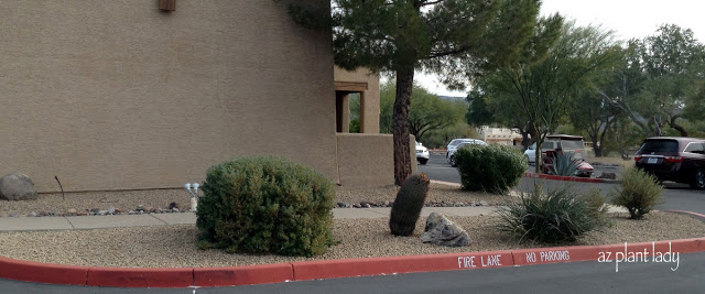 barrel cactus and a lonely red yucca