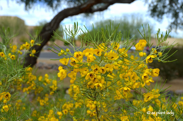 Revisiting a Newly-Designed Landscape Two Years Later