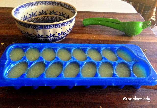 Frozen Citrus Ice Cubes