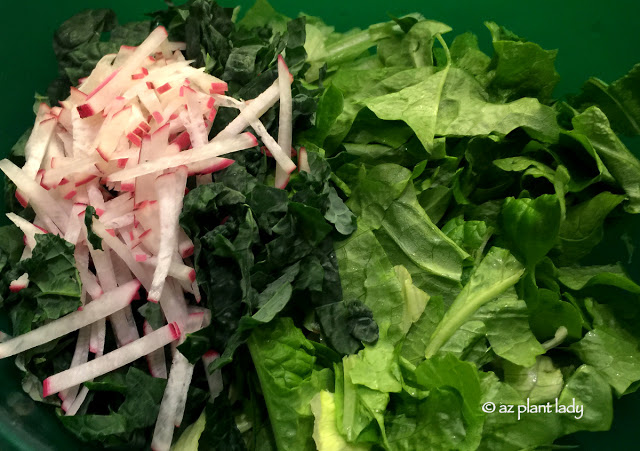  leaf lettuce ,  iceberg lettuce , cucumbers ,kale and radishes