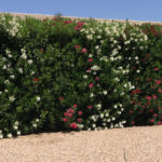 oleander hedge