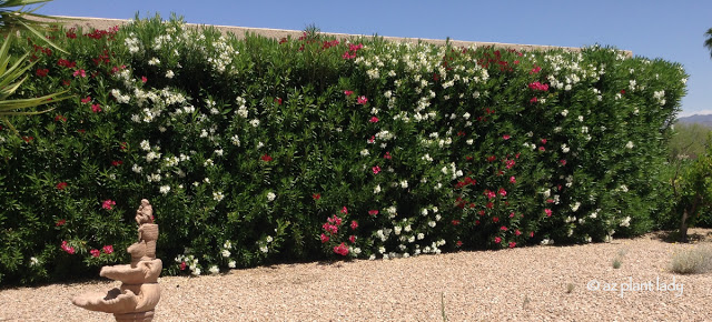 oleander shrubs in a row