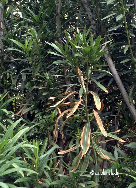 Oleander leaf scorch