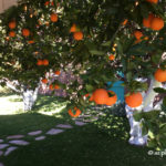 orange_trees_Arizona_Sweet