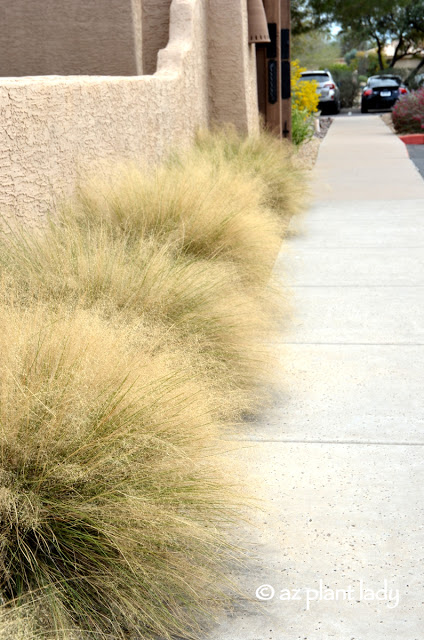 Pink muhly