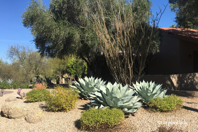 whale tongue agave 