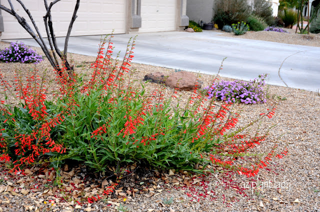 second bloom for several penstemon species