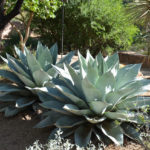 agave, whale's tongue