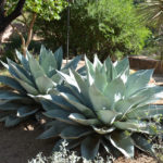 agave, whale's tongue