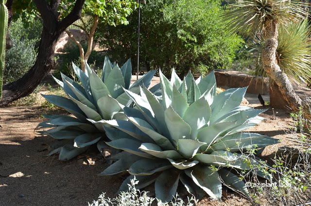 agave, whale's tongue