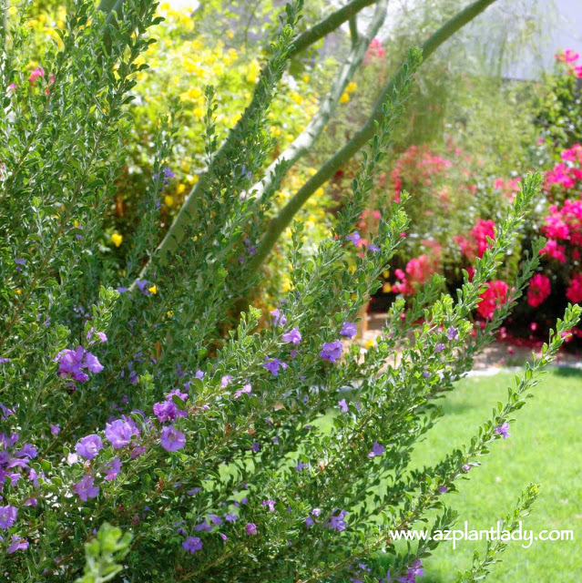 'Heavenly Cloud' sage (Leucophyllum langmaniae 'Heavenly Cloud'), yellow bells (Tecoma stans stans) and bougainvillea in my backyard.
