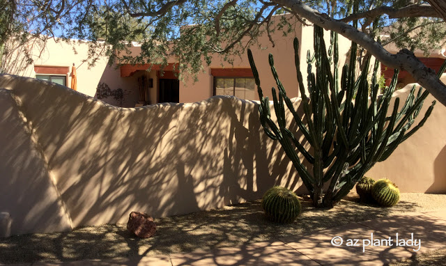 Cereus peruvianus with golden barrel cactus (Echinocactus grusonii)