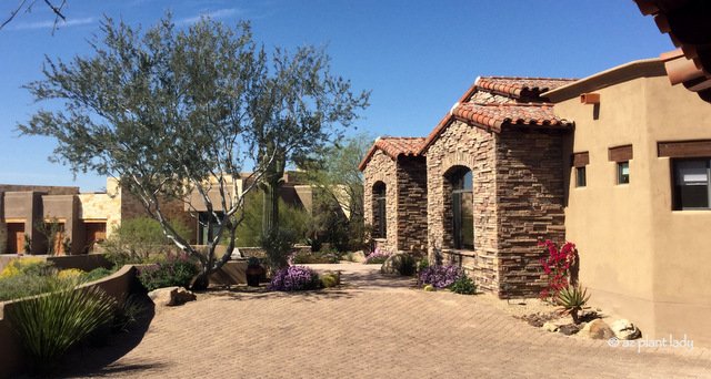 beautiful home in the foothills