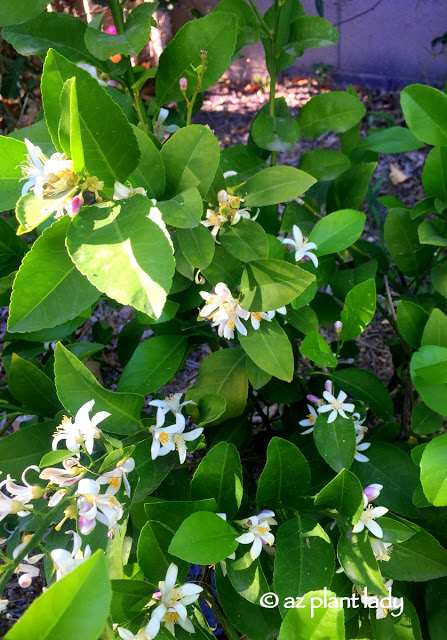 young Meyer's lemon tree