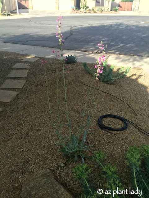 Parry's penstemon