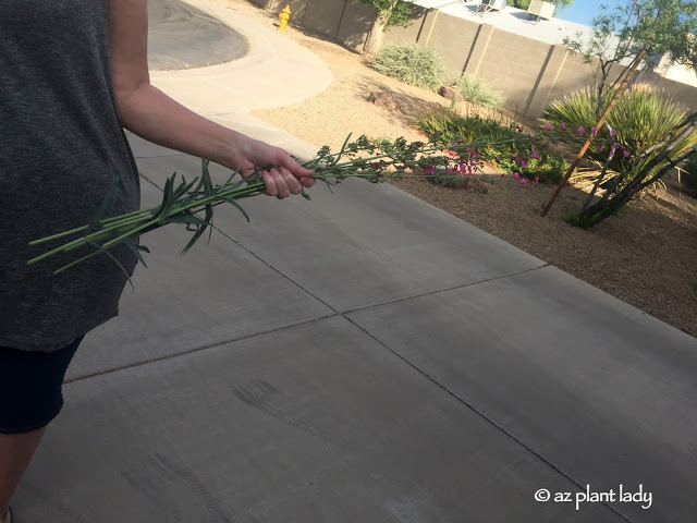 Timely Pruning Produces Second Round of Flowers