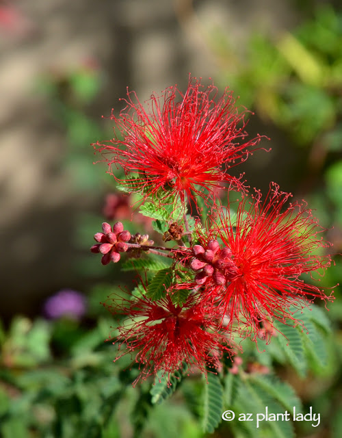 'Sierra Star' Fairy Duster (Calliandra 'Sierra Star')